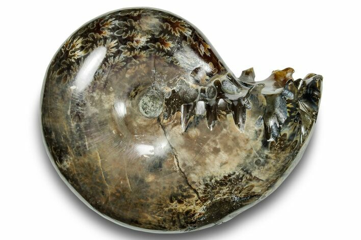 Polished Sutured Ammonite (Phylloceras?) Fossil - Madagascar #251502